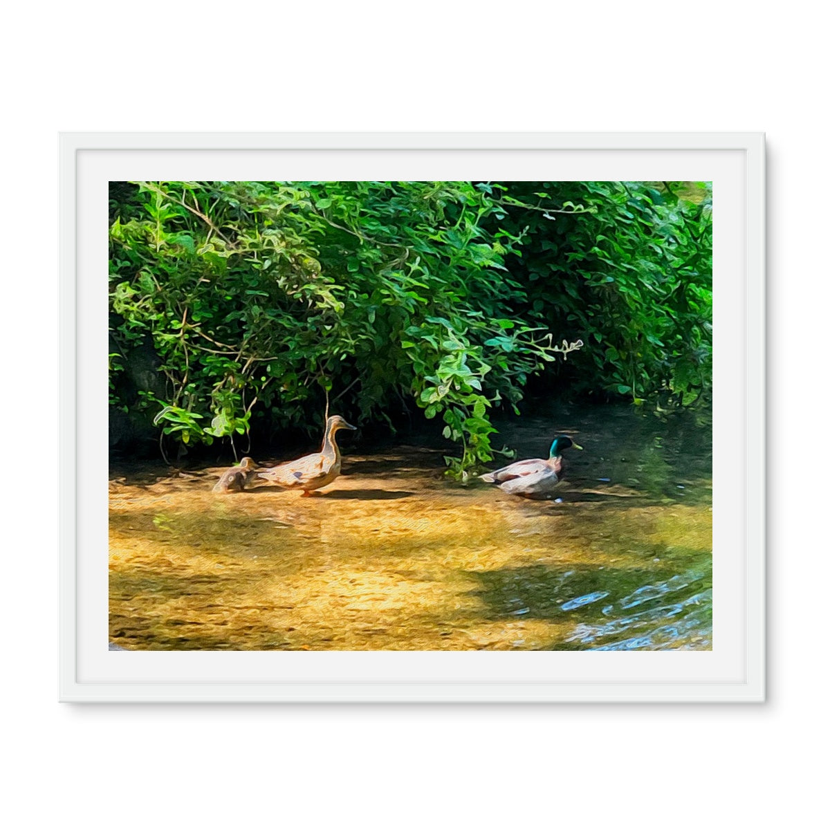 Ashwell Springs Ducks - Oil Framed Photo Tile