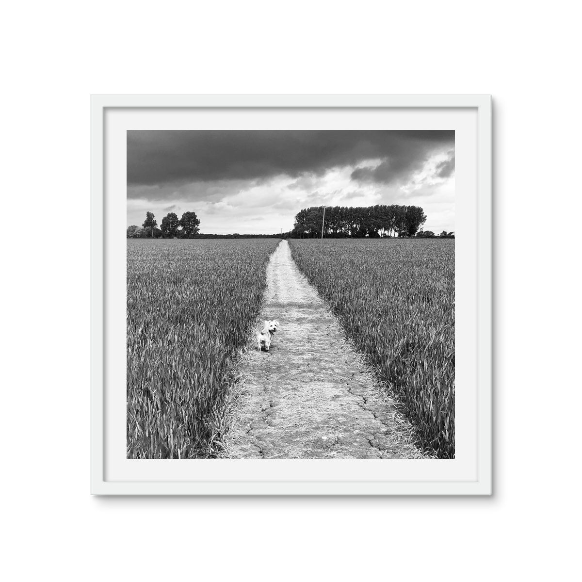 Jooie Parting the Way - Black & White Framed Photo Tile