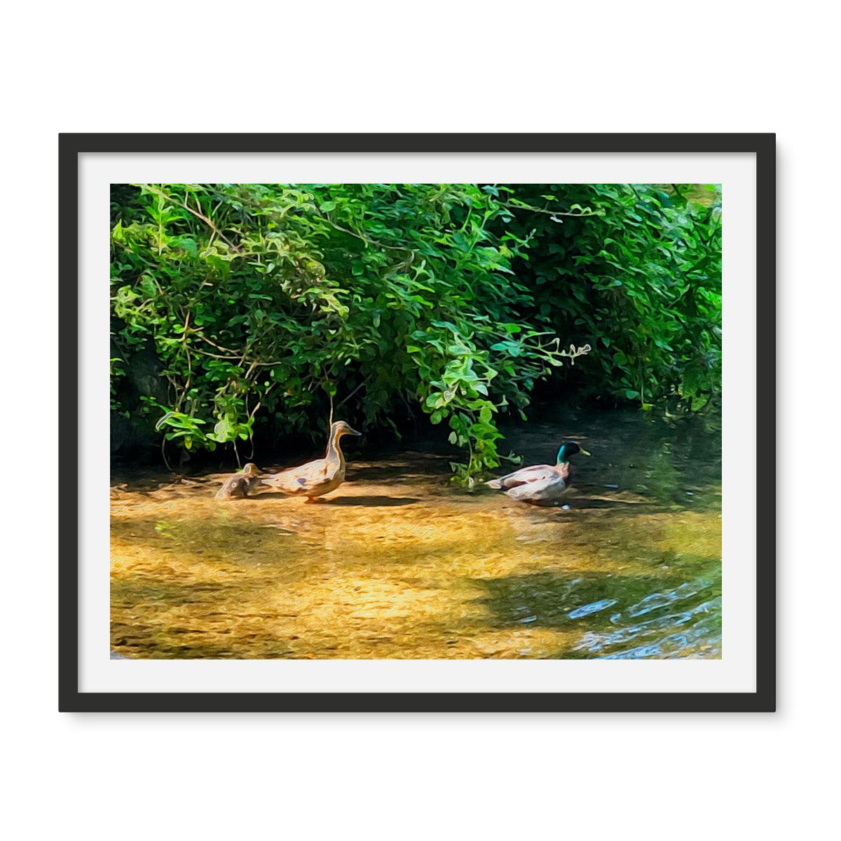 Ashwell Springs Ducks - Oil Framed Photo Tile