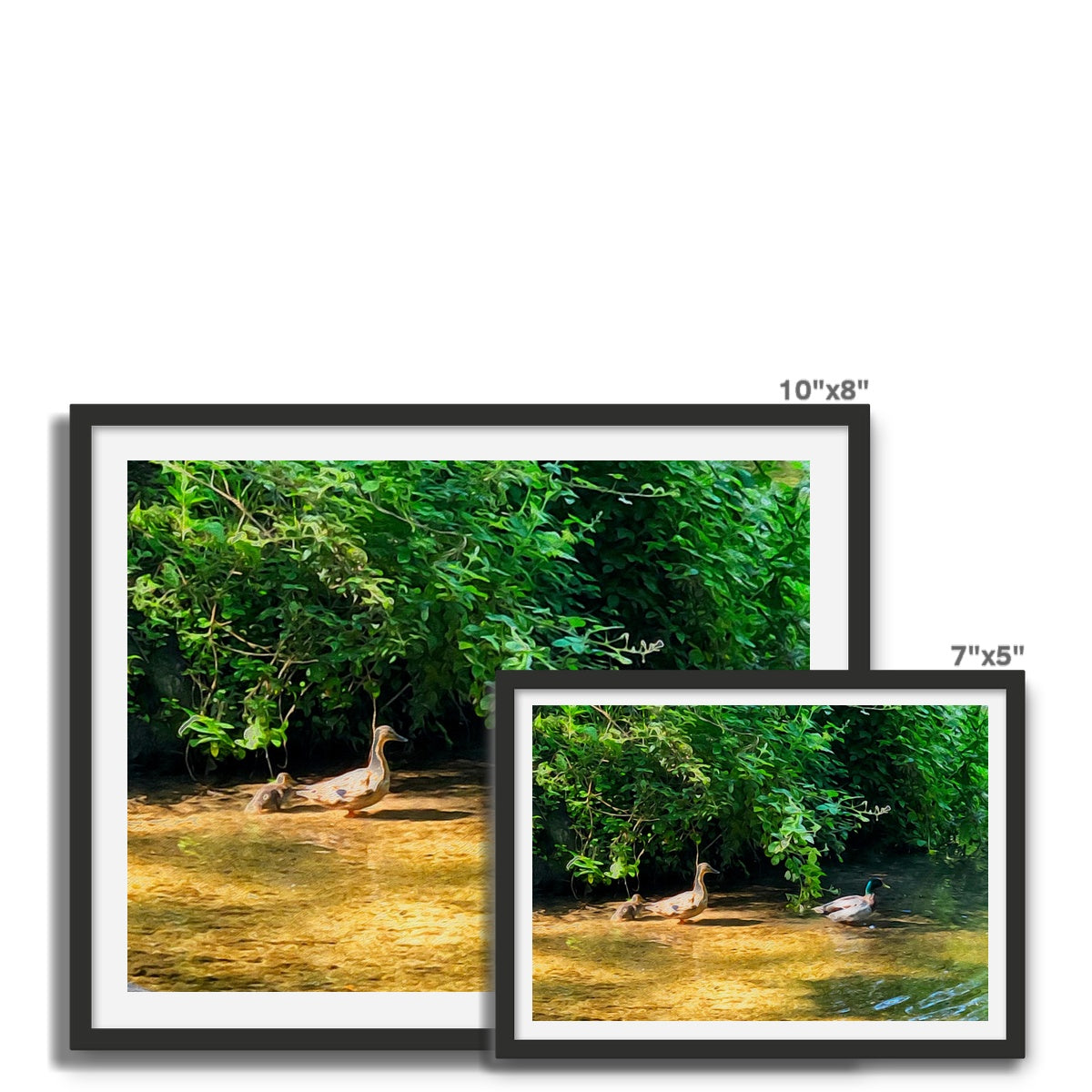 Ashwell Springs Ducks - Oil Framed Photo Tile