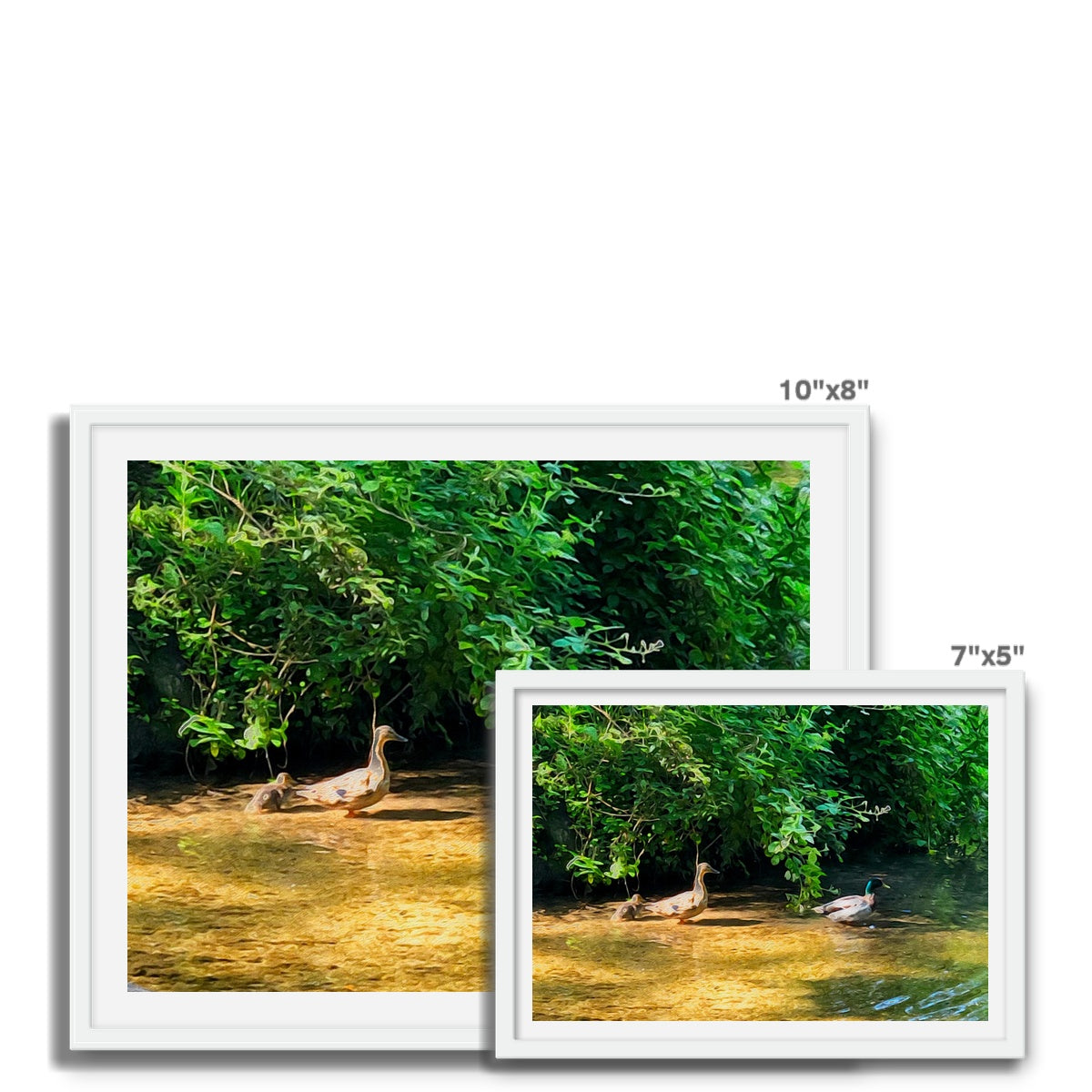 Ashwell Springs Ducks - Oil Framed Photo Tile