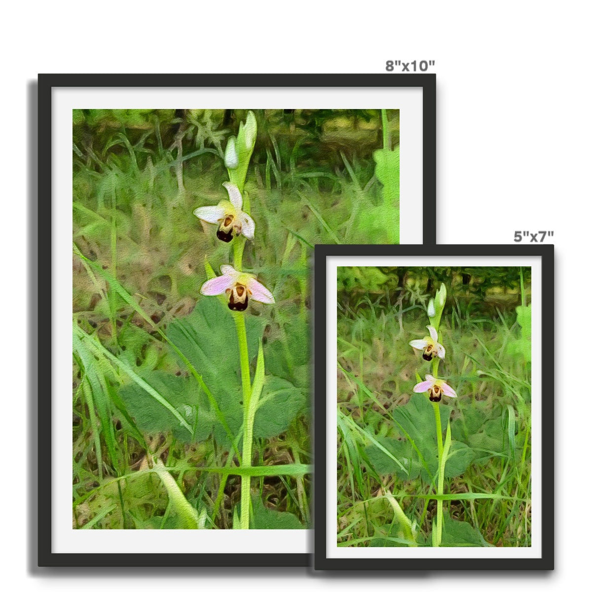 Bee Orchid on Morning Walk - Oil Framed Photo Tile