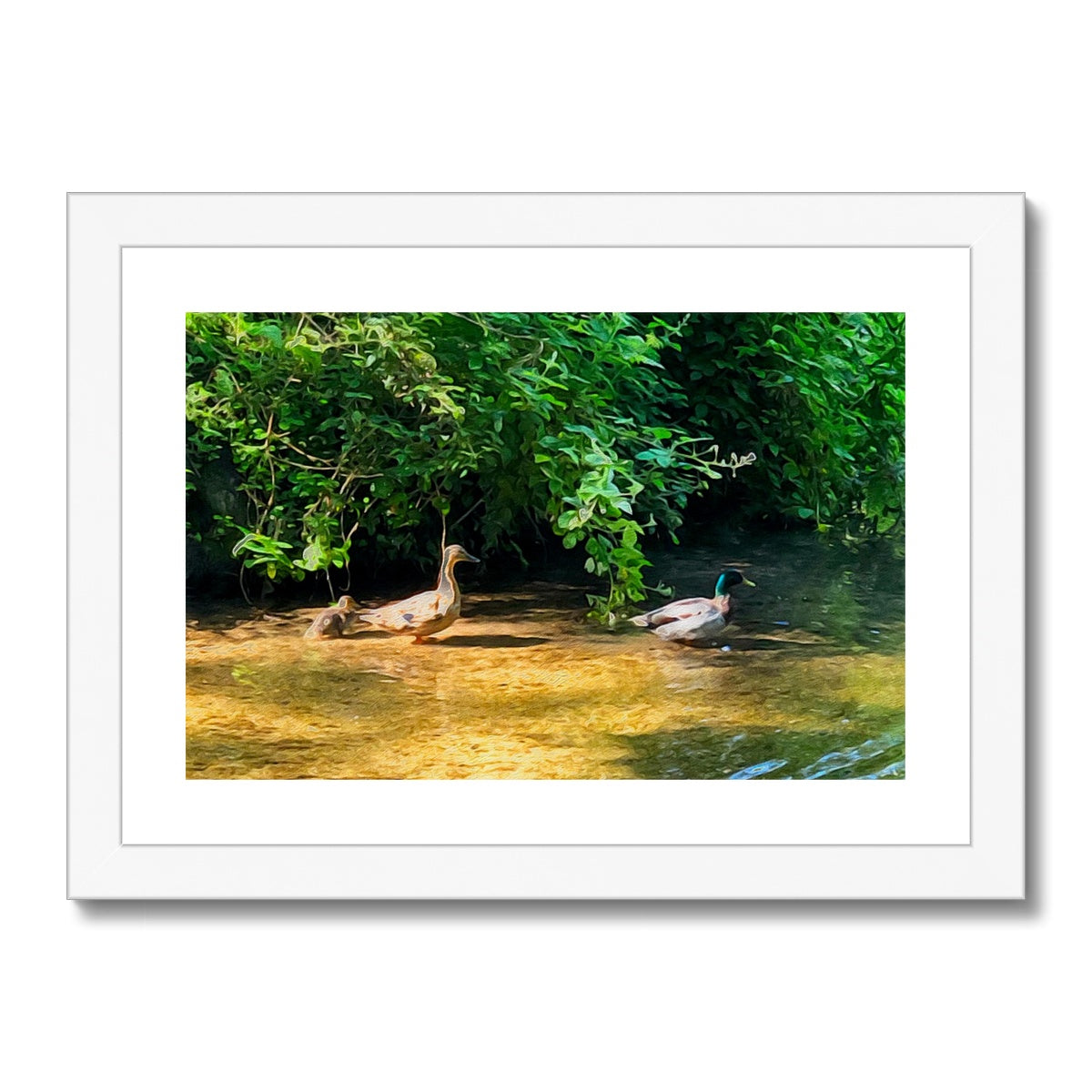 Ashwell Springs Ducks - Oil Framed & Mounted Print