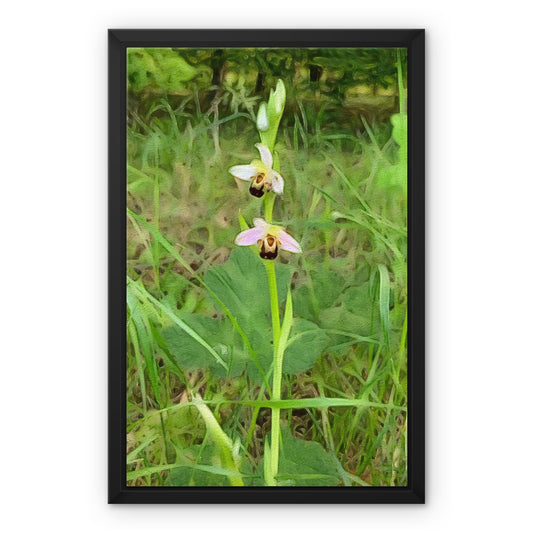 Bee Orchid on Morning Walk - Oil Framed Canvas