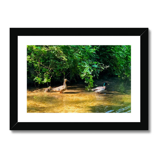 Ashwell Springs Ducks - Oil Framed & Mounted Print