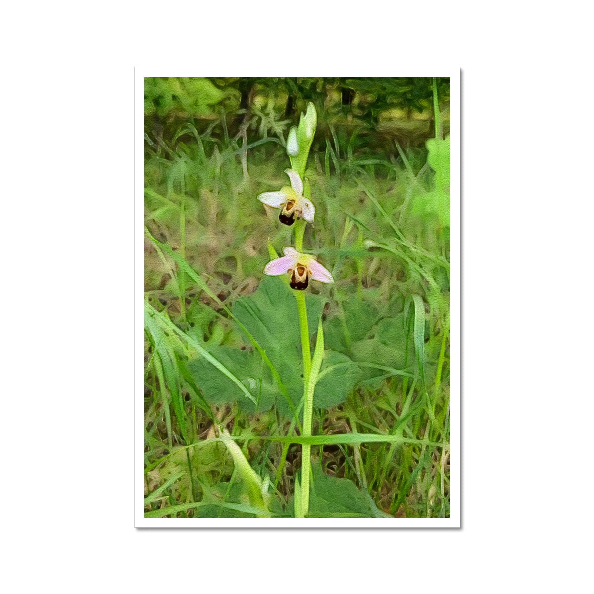 Bee Orchid on Morning Walk - Oil Fine Art Print