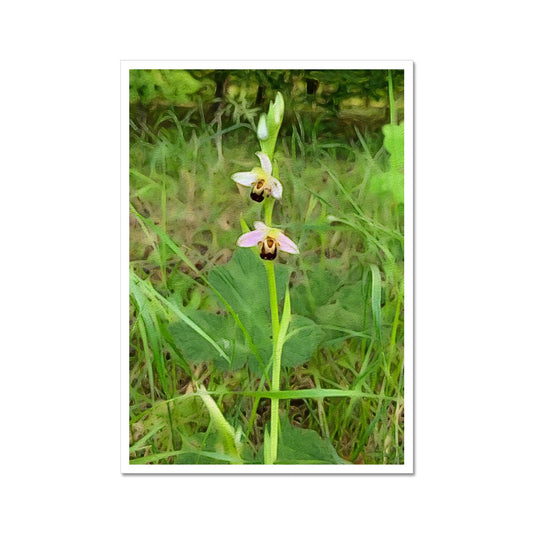 Bee Orchid on Morning Walk - Oil Fine Art Print