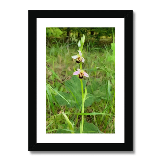 Bee Orchid on Morning Walk - Oil Framed & Mounted Print