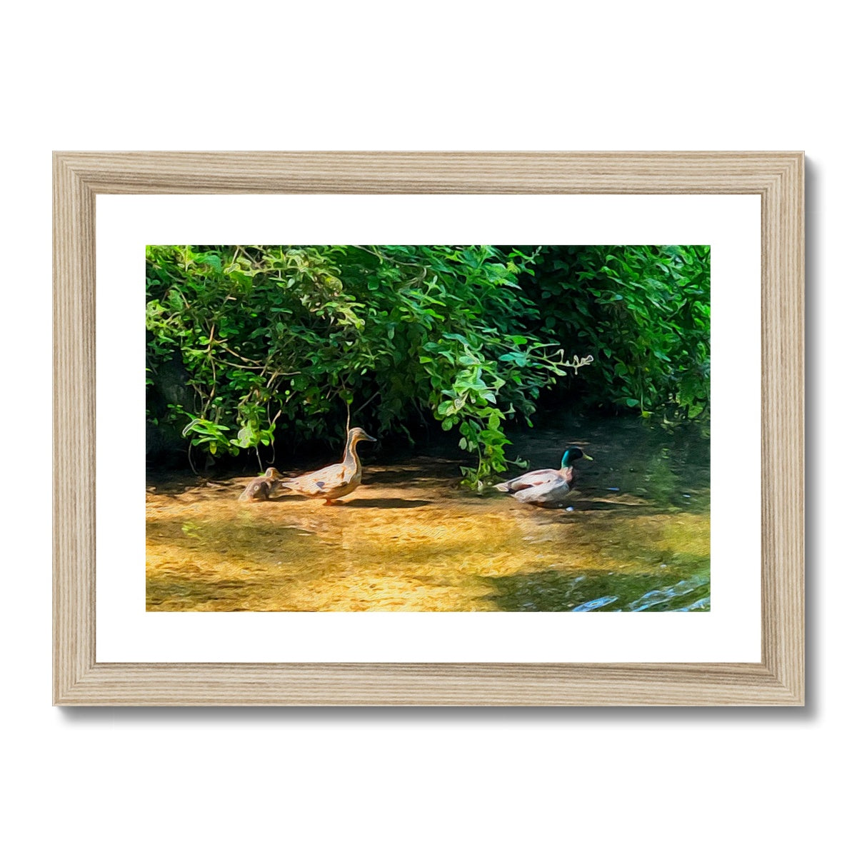 Ashwell Springs Ducks - Oil Framed & Mounted Print