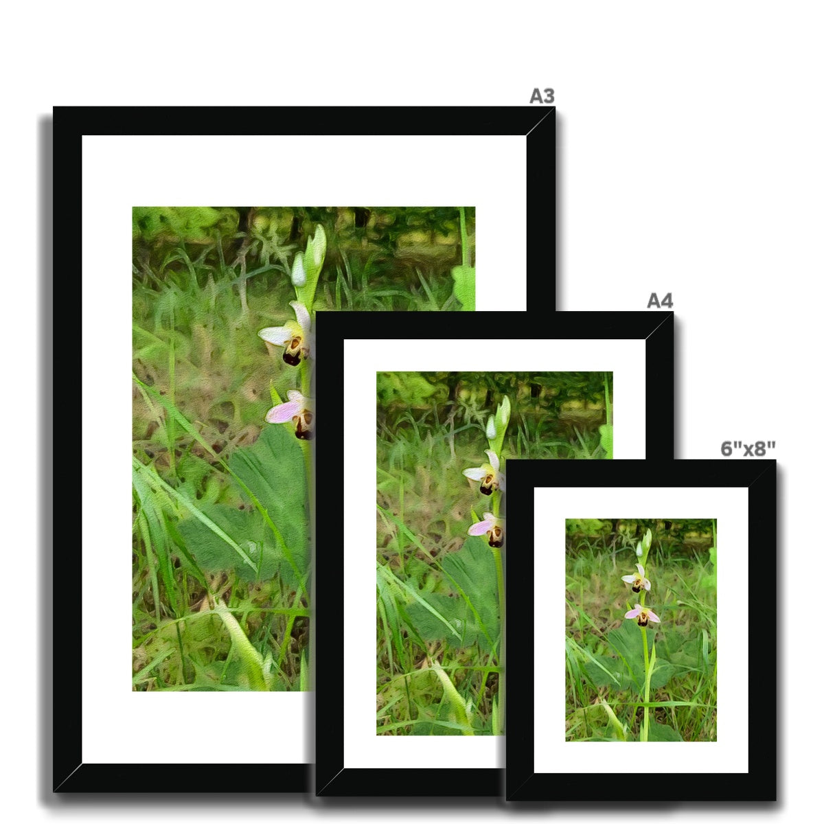 Bee Orchid on Morning Walk - Oil Framed & Mounted Print