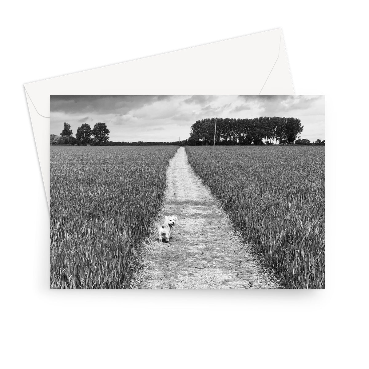 Jooie Parting the Way - Black & White Greeting Card