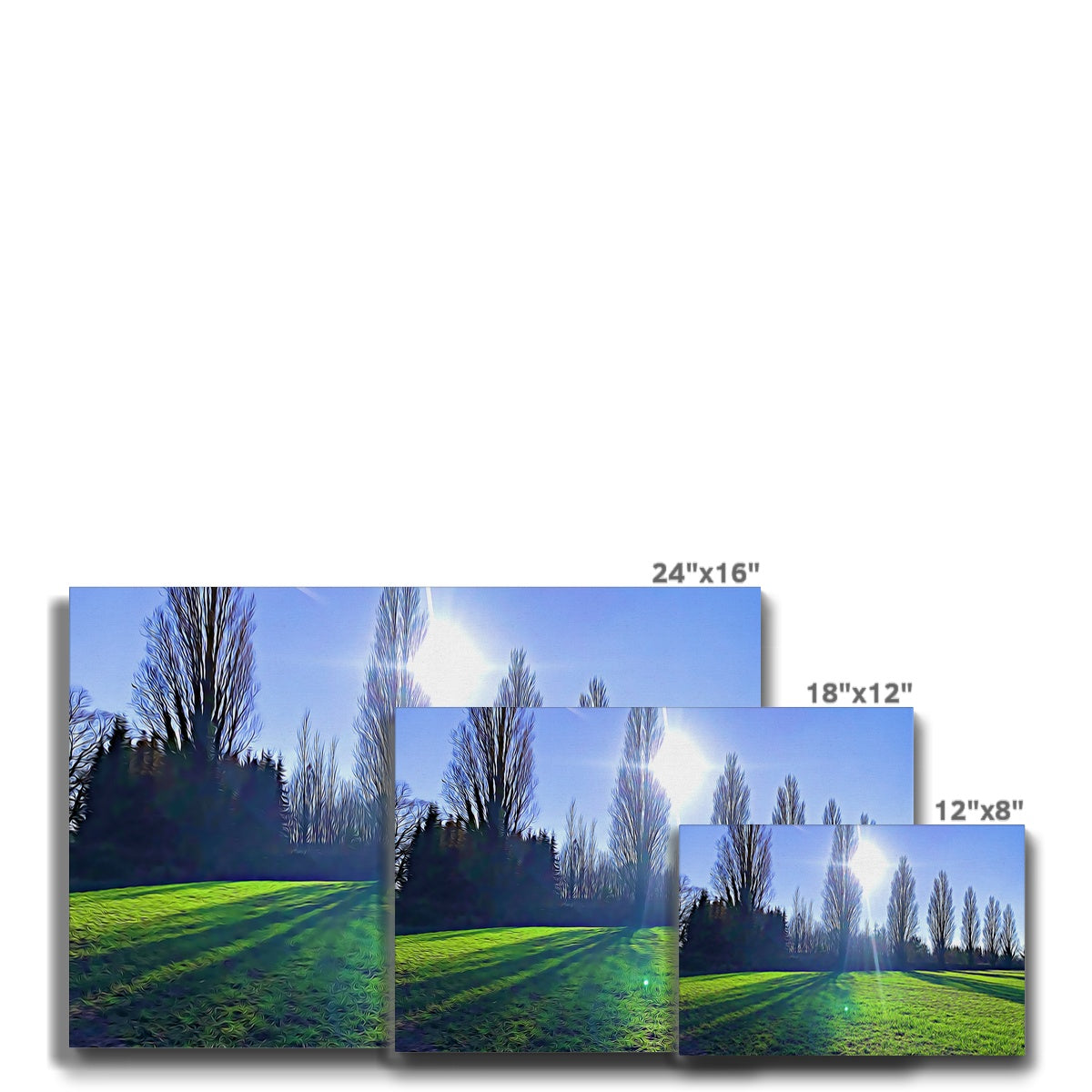 The Poplars - Illustrated Canvas