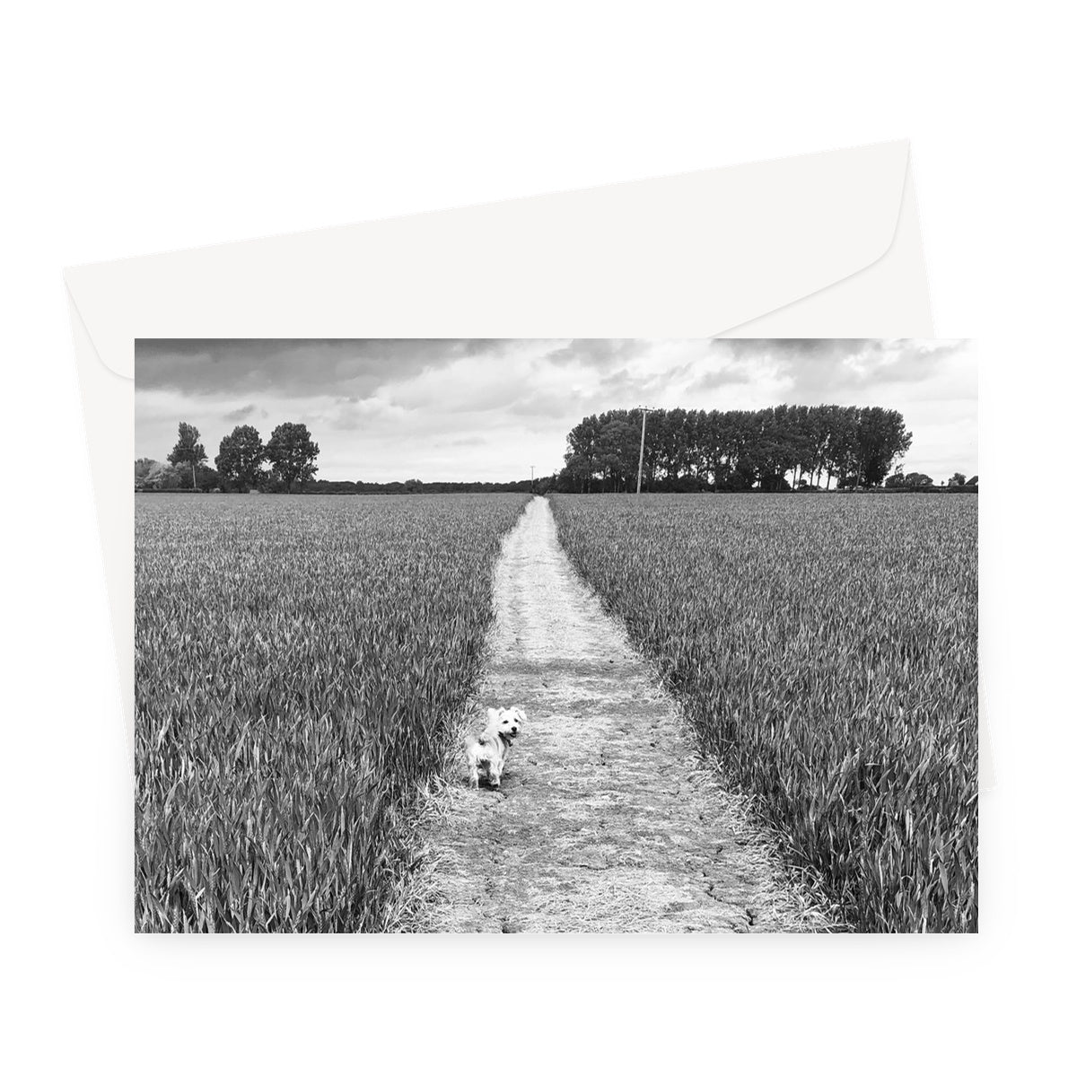 Jooie Parting the Way - Black & White Greeting Card