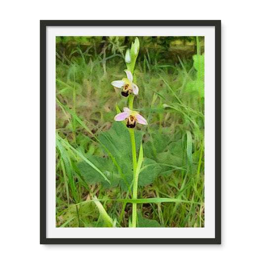 Bee Orchid on Morning Walk - Oil Framed Photo Tile