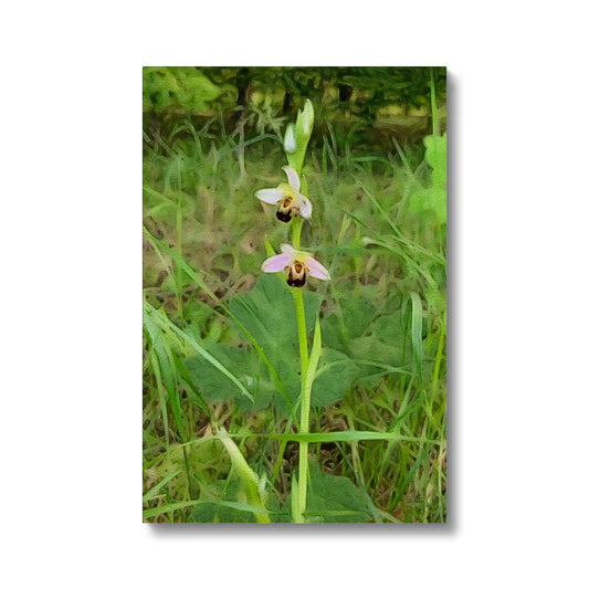 Bee Orchid on Morning Walk - Oil Canvas