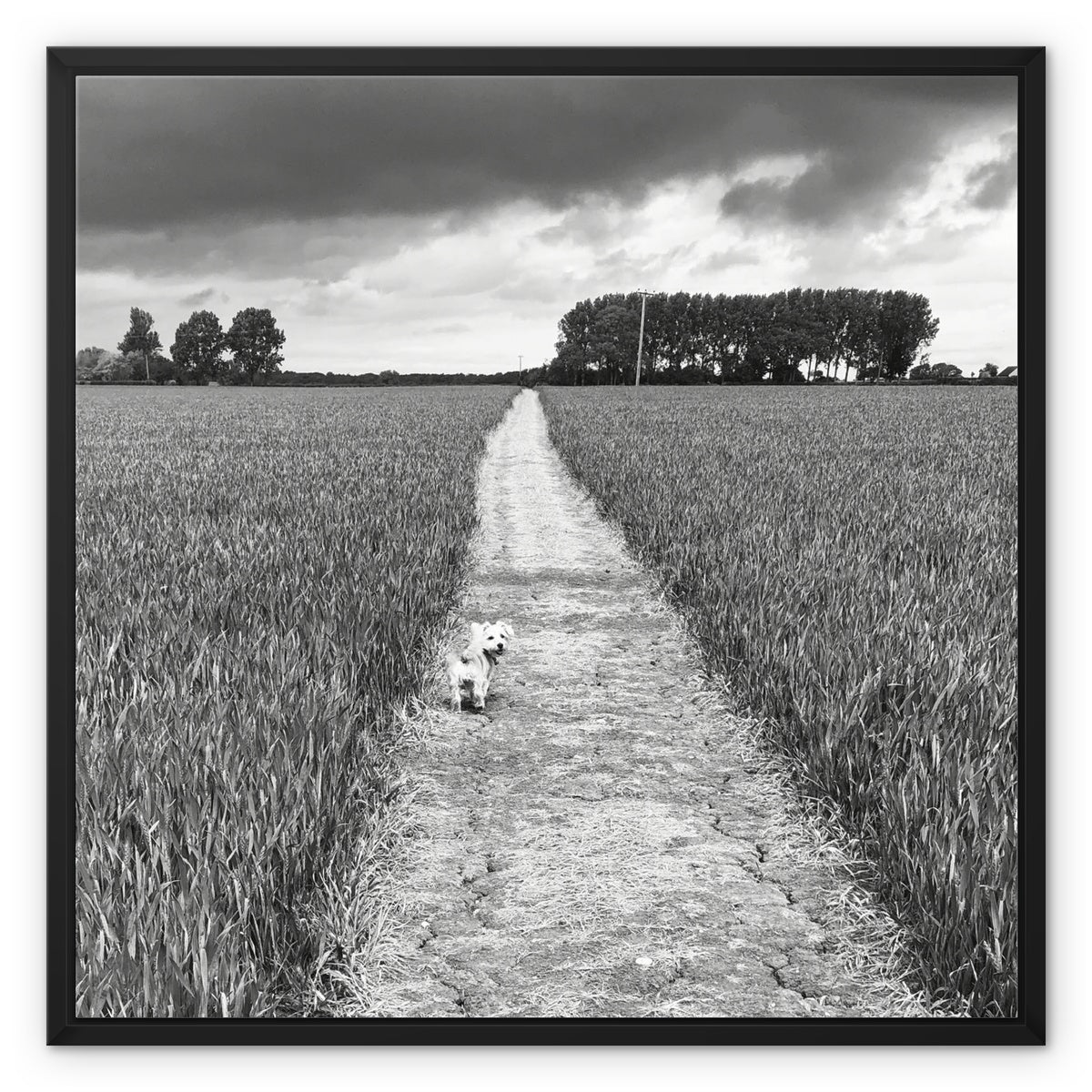 Jooie Parting the Way - Black & White Framed Canvas