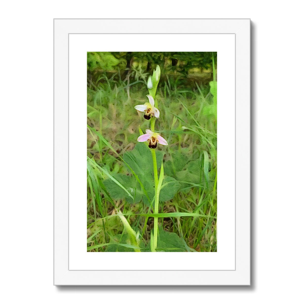 Bee Orchid on Morning Walk - Oil Framed & Mounted Print