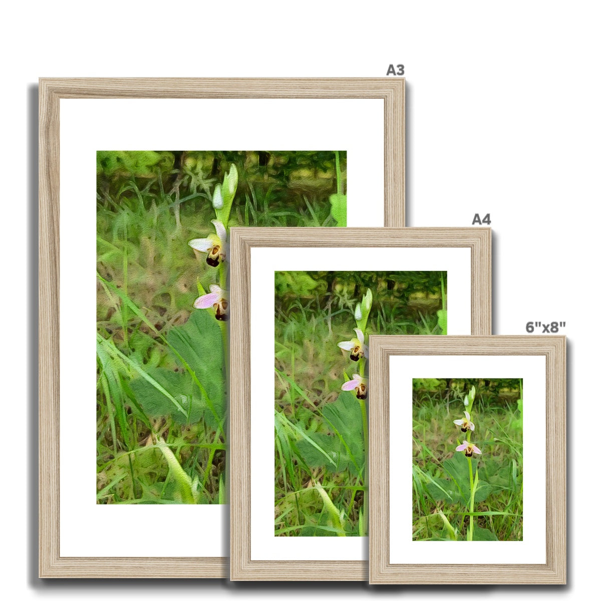 Bee Orchid on Morning Walk - Oil Framed & Mounted Print