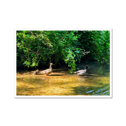 Ashwell Springs Ducks - Oil Fine Art Print