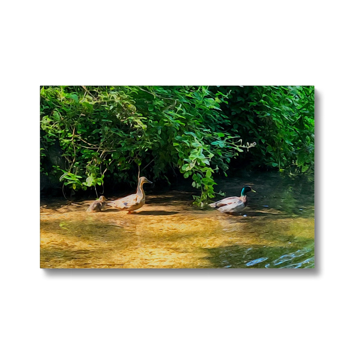 Ashwell Springs Ducks - Oil Canvas