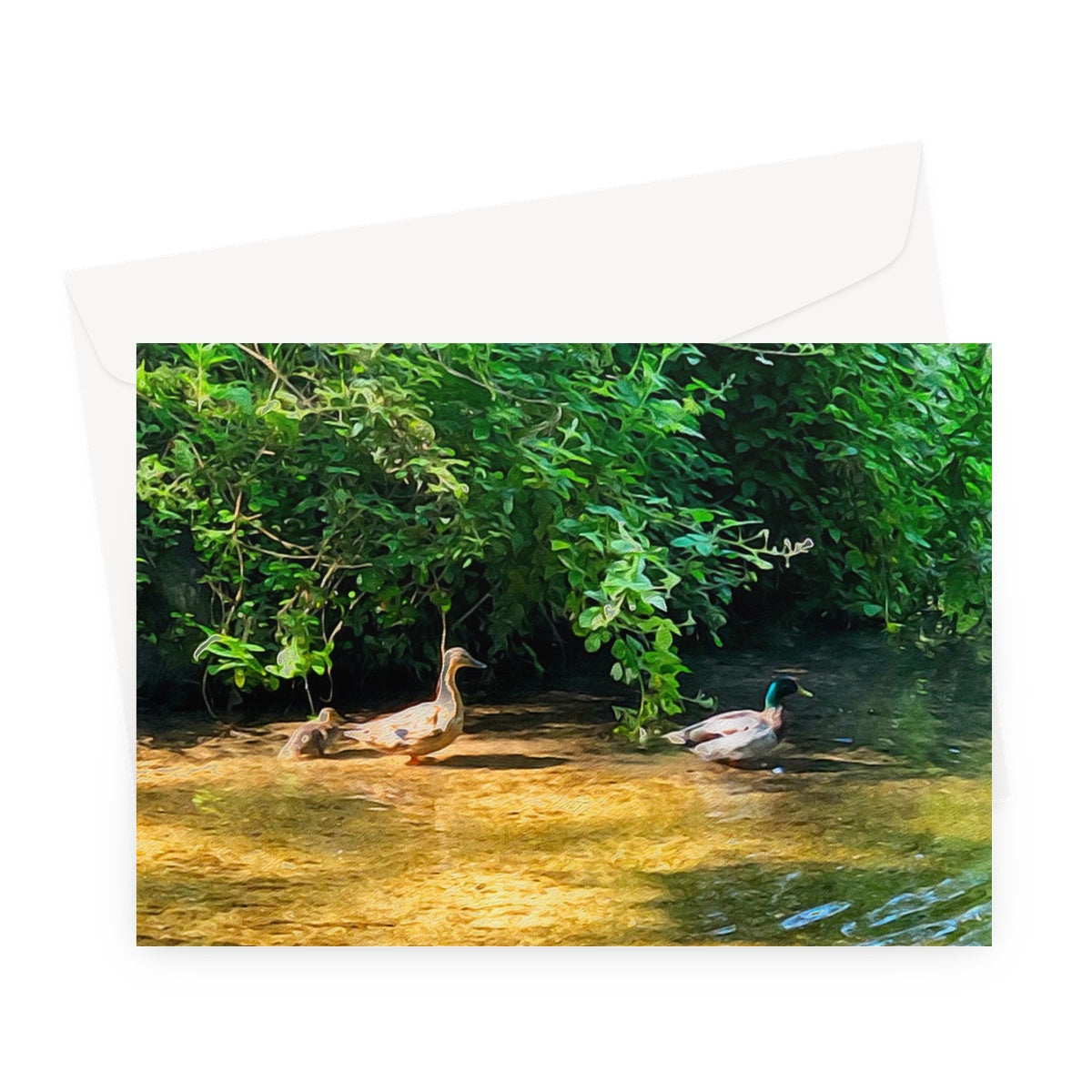 Ashwell Springs Ducks - Oil Greeting Card