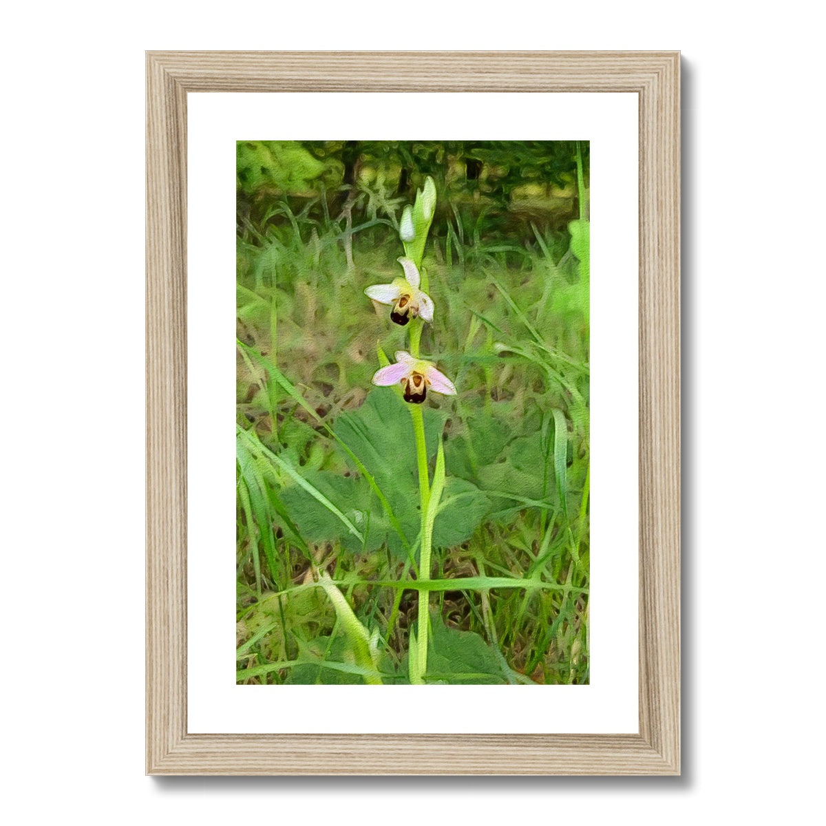 Bee Orchid on Morning Walk - Oil Framed & Mounted Print