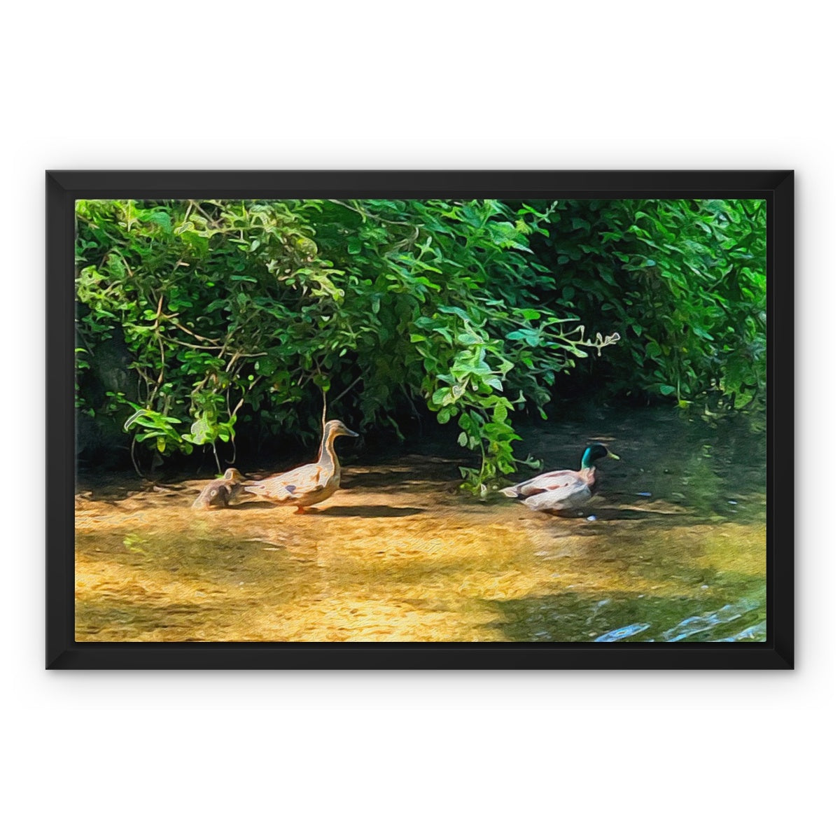 Ashwell Springs Ducks - Oil Framed Canvas