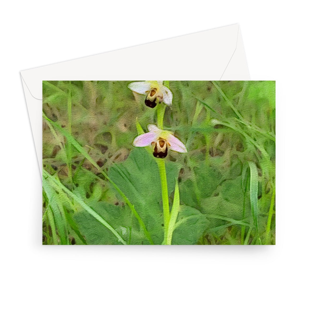 Bee Orchid on Morning Walk - Oil Greeting Card