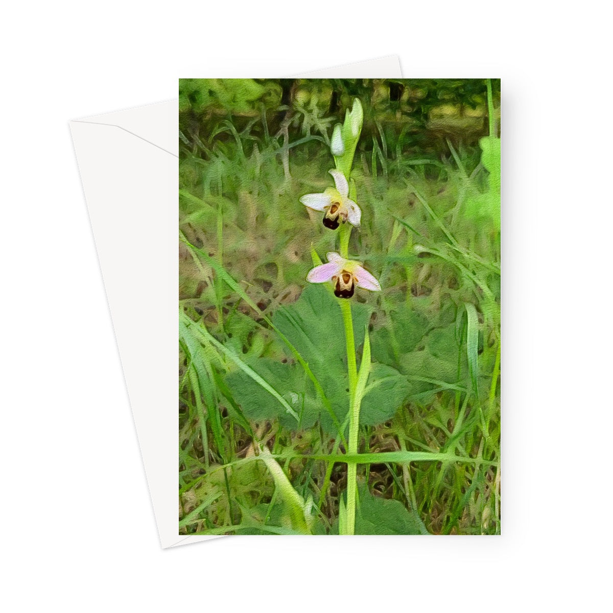 Bee Orchid on Morning Walk - Oil Greeting Card