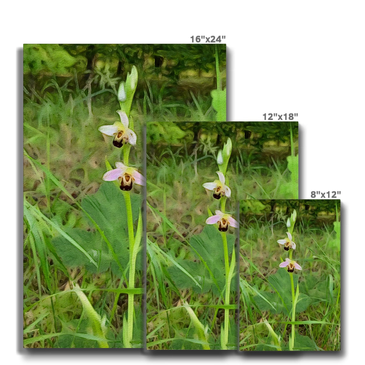 Bee Orchid on Morning Walk - Oil Canvas