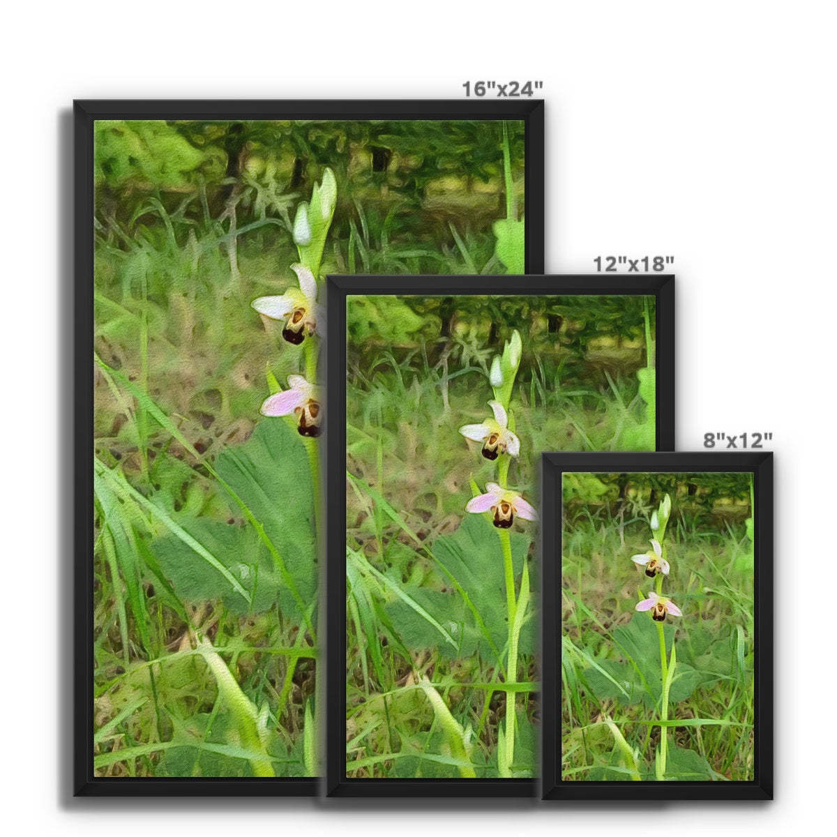 Bee Orchid on Morning Walk - Oil Framed Canvas